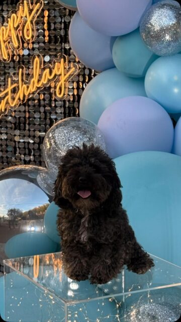 Azzurro polvere, bianco e argento.
Superfici specchiate, trasparenze e luce per amplificare lo spazio senza appesantirlo.
Il risultato è un allestimento contemporaneo, pulito e completamente integrato nella location.
Avigliana Party
Balloon Design & Event Styling